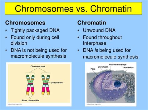 PPT - Chromosomes vs. Chromatin PowerPoint Presentation, free download - ID:376069