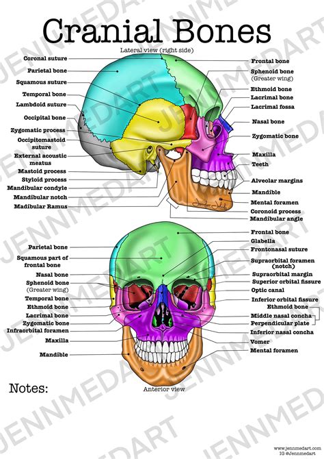 Labeling Games For Anatomy