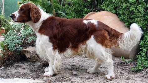 Top 119 Most Popular Springer Spaniel Names