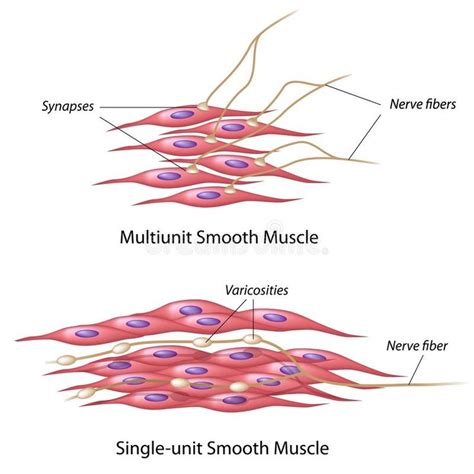 Smooth muscle innervation. Types of Smooth muscle innervation, eps10 ...