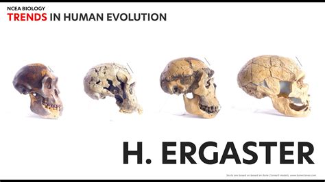 Skull 6: Homo Ergaster for NCEA Level 3 Biology - YouTube