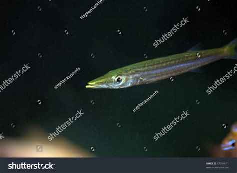 Baby Barracuda Stock Photo 37034671 : Shutterstock