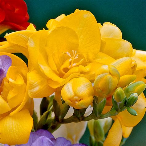 Freesia Giant Double Yellow | J Parker Dutch Bulbs