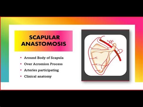 Scapular Anastomosis Anatomy [Simplified] | Upper Limb - YouTube