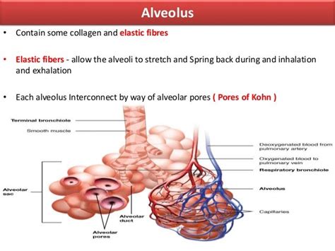 Anatomy of Tracheobronchial Tree and Bronchopulmonary Segments with s…