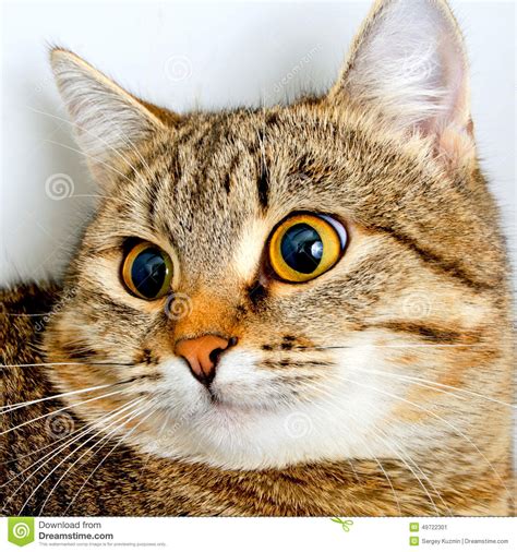 Funny cat. stock image. Image of mammal, attention, face - 49722301