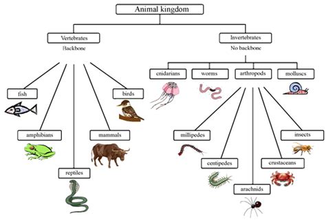 Dichotomous Key To The Animal Kingdom Answers 36+ Pages Explanation [3.4mb] - Latest Update ...