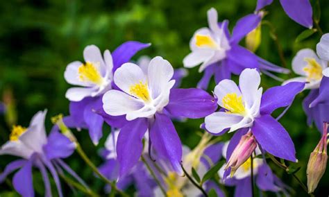 Columbine Seeds: How to Plant and Grow This Perennial Beauty - A-Z Animals