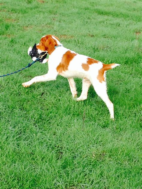 Brittany pup / bird training | Bird dog, Brittany spaniel, Upland hunting