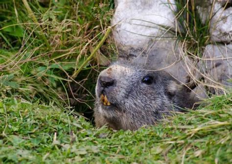 Marmot Behavior - AnimalBehaviorCorner