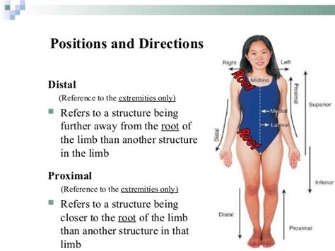 Introduction to Anatomy