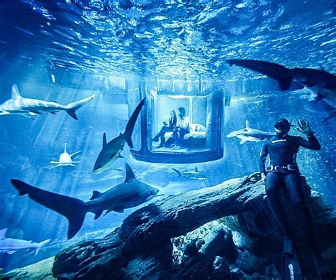 Shark Aquarium Underwater Bedroom