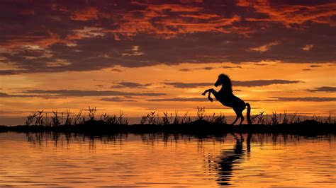 Horse Reflection And Sunset, Full HD 2K Wallpaper