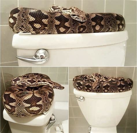 Can Snakes Really Come up a Toilet? - HubPages