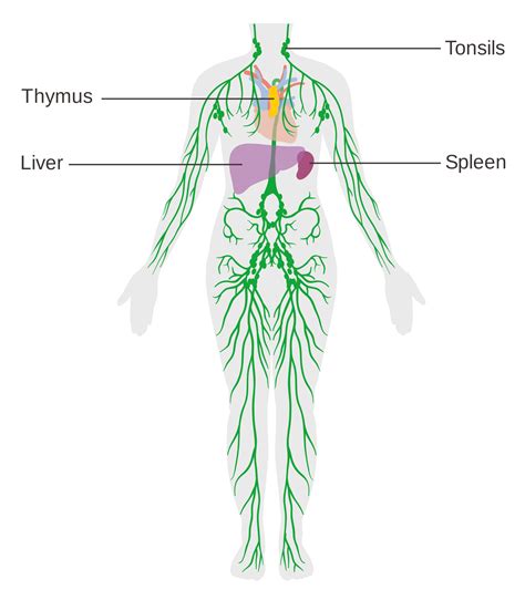 Diagram_of_the_lymphatic_system_CRUK_041.svg - Dr Liz Carter