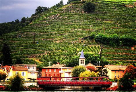 Hillside Vineyard France Photograph by Tom Prendergast - Fine Art America