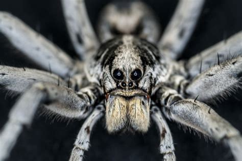 Wolf Spider | Smithsonian Institution