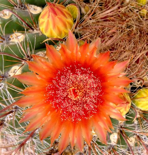 Barrel Cactus Bloom | Cactus pictures, Cactus flowers, Barrel cactus