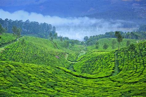 Tea Plantations in Munnar, Kerala, South India Stock Image - Image of chai, india: 71848871