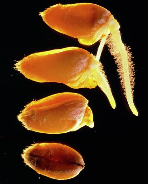 Germinating Wheat Seedlings At Stages Photograph by Adam Hart-davis ...