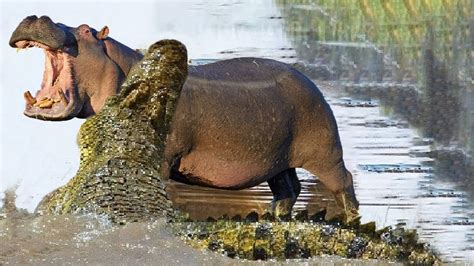 Hippo attack Crocodile | Animal fight back Crocodile catch Leopard and dog Lion vs Crocodile ...