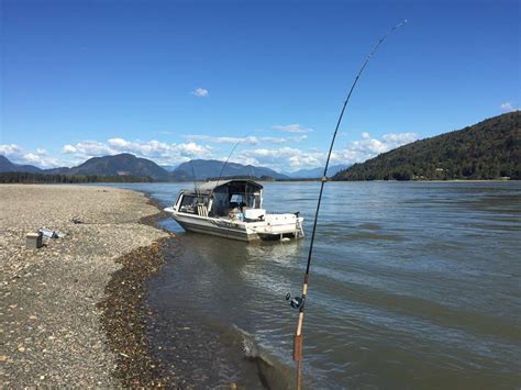 Fraser River Fall Chinook Salmon Fishing heats up! - Silversides Fishing Adventures