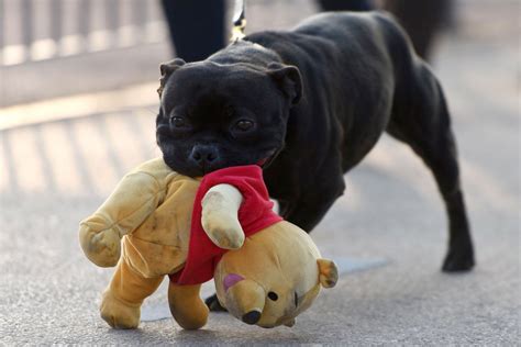 125th Annual Crufts Dog Show Photos | Image #21 - ABC News