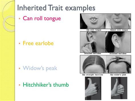 PPT - Heredity : Inheritance and Variation of Traits PowerPoint ...