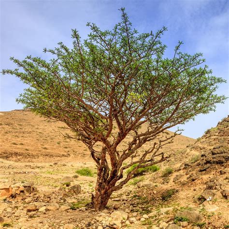 Frankincense carterii Essential Oil - Oshadhi Essential Oils