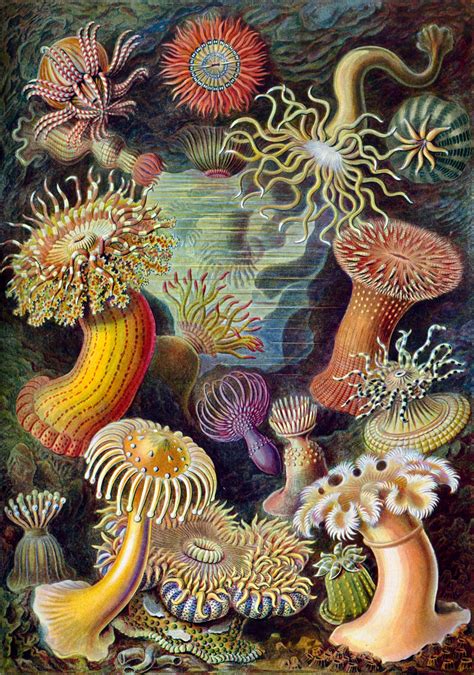 Doowah and Satire: Lithographic autotype print by Ernst Haeckel from the "Kunstformen der Natur"