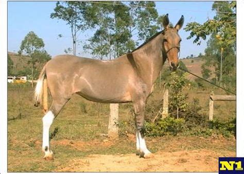 57 Mule & Donkey Colors & Markings ideas | horses, zorse, mules