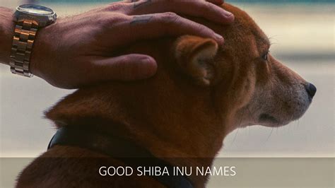 Ultimate List Of The Top 300+ Shiba Inu Dog Names - Good, Cute And Japanese Puppy Name Ideas