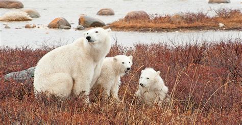 Churchill Polar Bear Tours | Natural Habitat Adventures