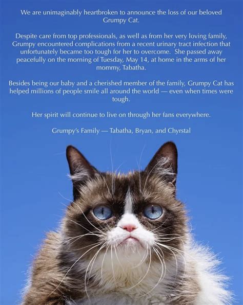 Grumpy Cat, The Internet's Grumpiest Legend, Has Died | Grumpy cat, Cat ...