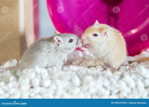 Domestic Gerbil funny pet stock photo. Image of adorable - 209637698