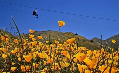 California's 2023 Super Bloom is Gorgeous — And We Have Photos