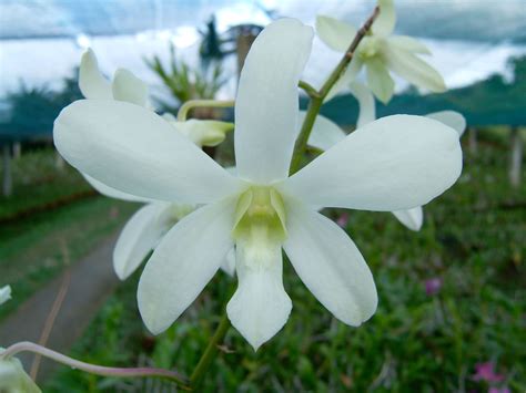 Asisbiz Philippine Orchids Cebu Moal Boal Orchid Farm 09