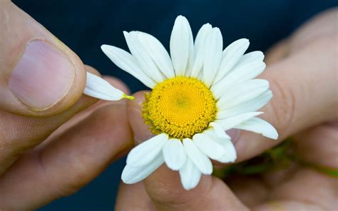 Flowers Chamomile Petals Hands wallpaper | 1680x1050 | #22953