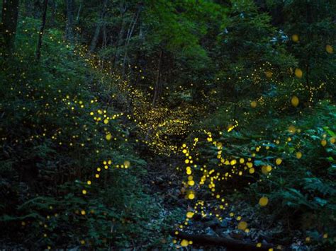 Festival of Lights: Top 6 Tokyo Firefly Nights | Tokyo Cheapo