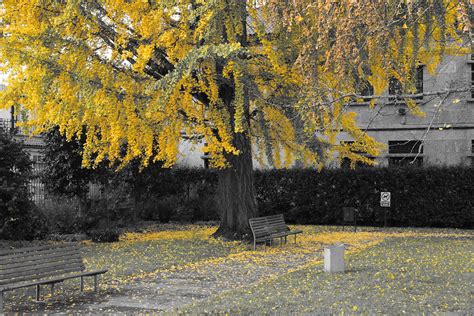 Otoño anaranjado | El patio exterior del Colegio de Fonseca,… | Flickr