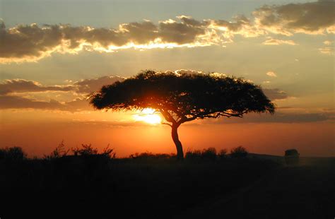 sunset Masai Mara | those beautiful acacia trees... | Angela Sevin | Flickr