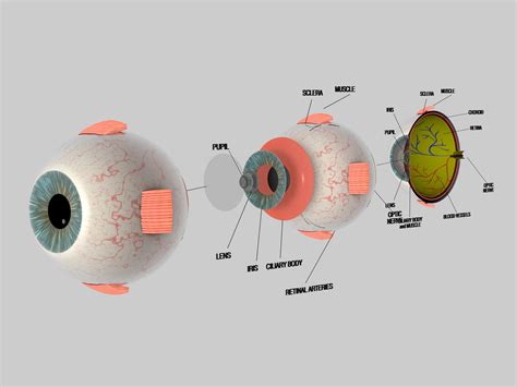 human eye cross section 3d model