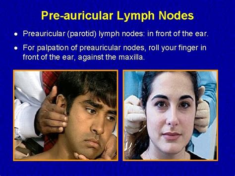 Lymph Nodes Examination Examination of the Lymphatic System