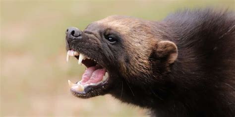 Here is why this fierce B.C. animal is called the 'hyena of the north ...