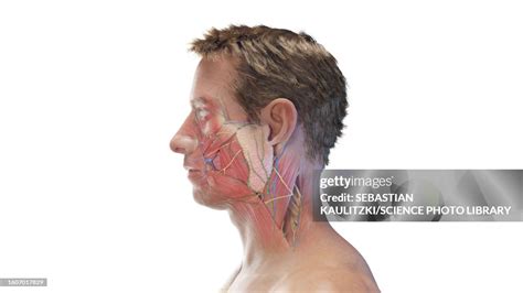 Anatomy Of A Male Head Illustration High-Res Vector Graphic - Getty Images