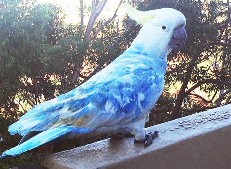 Photos | Explanation sought for pink coloured sulphur-crested cockatoo at Menai | St George ...