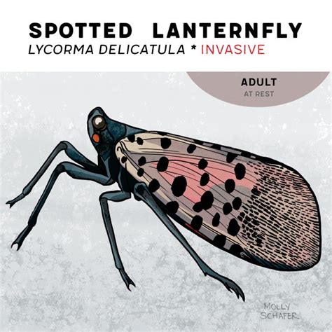 spotted lanternfly nj life cycle - Lakisha Weldon