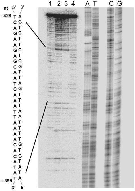 DNase I footprinting analysis showing ATAF2 binds and protects a 30-bp... | Download Scientific ...