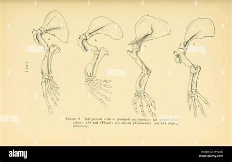 Aquatic mammals; their adaptations to life in the water (1930) (19124382414 Stock Photo - Alamy