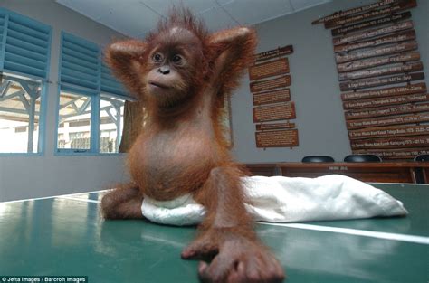 Baby orangutan nursed back to health after being rescued from smuggler in Borneo | Daily Mail Online